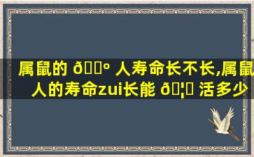 属鼠的 🐺 人寿命长不长,属鼠人的寿命zui
长能 🦁 活多少年